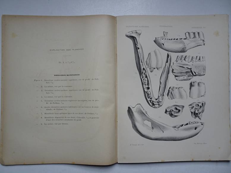 Pomel, A.. - Paléontologie monographies/ rhinocéros quaternaires; carte géologique de l'Algérie.
