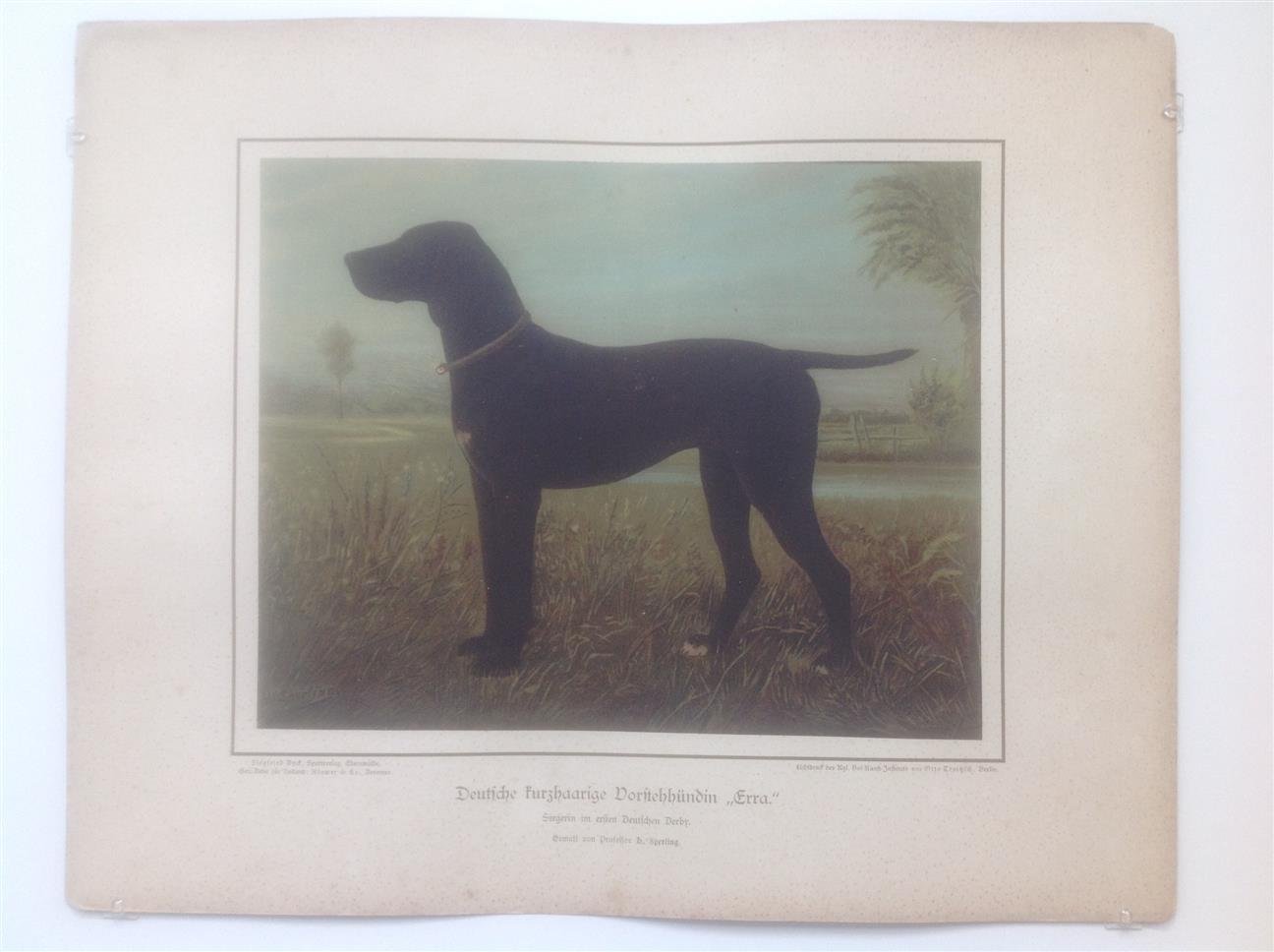 H. Sperling - lithograaf : Wilhelm Greve - (DECORATIEVE PRENT,  LITHO - DECORATIVE PRINT, LITHOGRAPH -) Rashond - Duitse Korthaar / German Short-Haired Pointing Dog