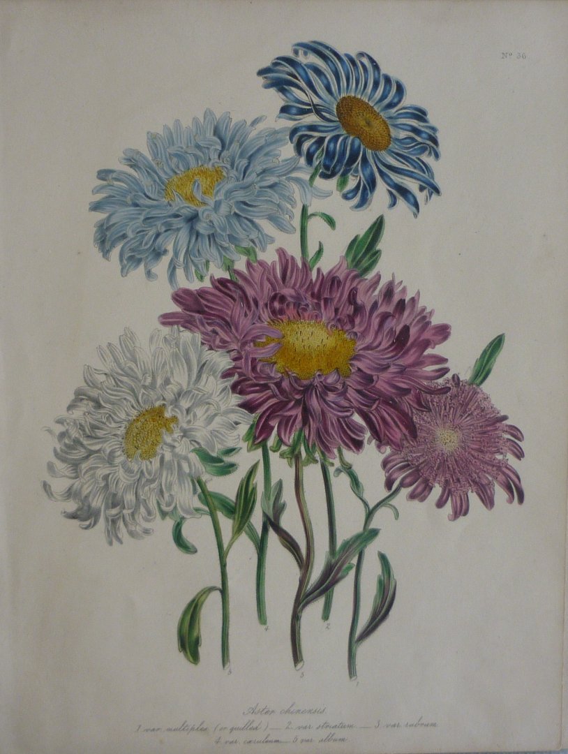 Loudon, Jane Webb - The Ladies' Flower Garden Originele litho Pl 36