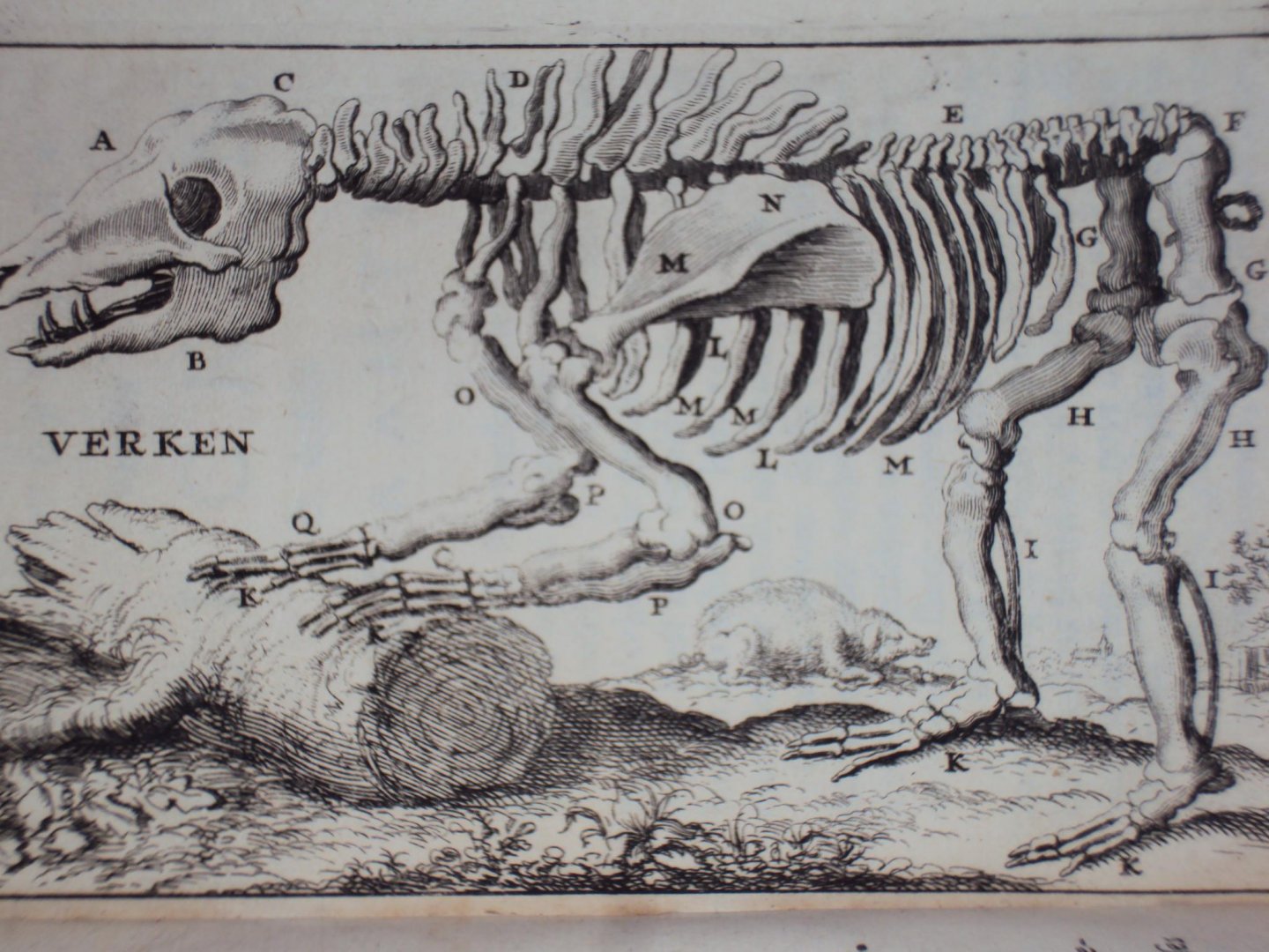 Cornelius van Dyk - Osteologia of nauwkeurige geraamt beschryving van verscheyde dieren