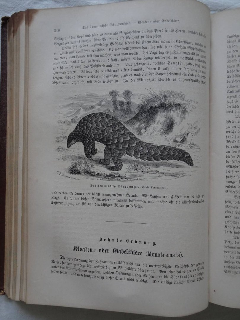 Brehm, A.F.. - Brehms Thierleben. Allgemeine Kunde des Thierreichs. Mit Abbildungen, ausgeführt unter Leitung von R. Kretschmer. Zweiter Band.