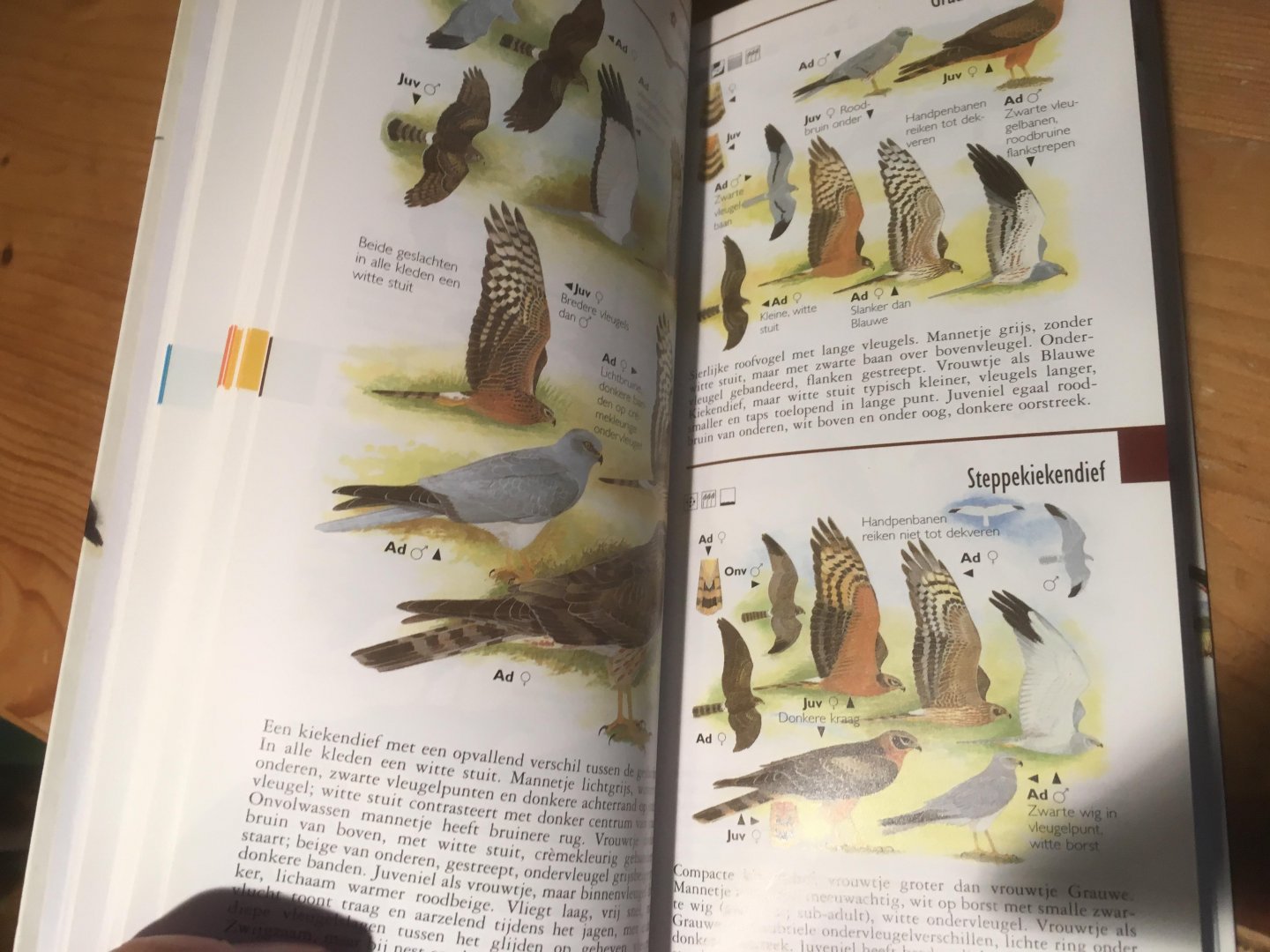Hayman, Peter - Nieuwe Zakgids Vogels