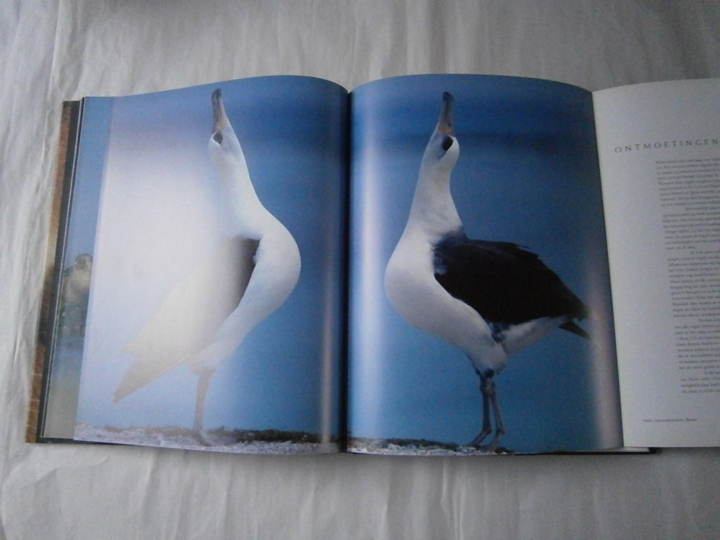 Lanting, Frans, Christine Eckstrom - Oog in oog