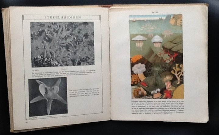 Nauta , I.    Prins J.J. - De Wondere Schepping der Dieren