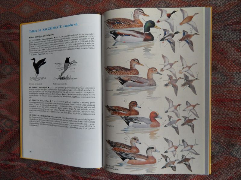 Czarnecki, Zygmunt (e.a.) tekst; Siwek, Wladyslaw (illustraties). - Ptaki Europy. --- 1e druk, 1991. Prachtig gebonden boek over de Europese vogels. In de Poolse taal met de latijnse naam voor de vogels. Verdeeld over 96 hoofdstukken met meer dan duizend afb. in kleur van vogels in rust en in vlucht. 228 pp.
