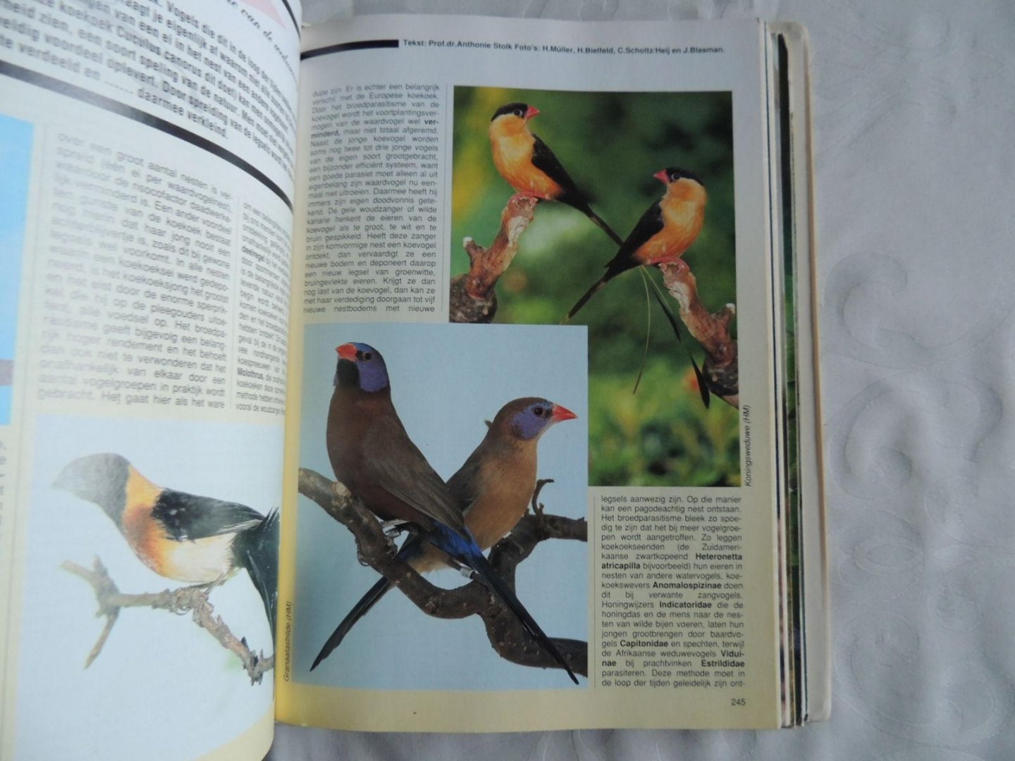 Indiener Oh jee Madison Boekwinkeltjes.nl - Onze vogels. Maandblad van de nederlandse bond van  vogellief