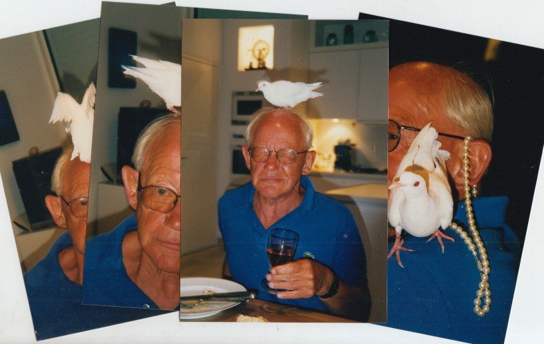 Sontrop, Theo - Vier foto's van Theo Sontrop met een witte duif op zijn hoofd en schouder.