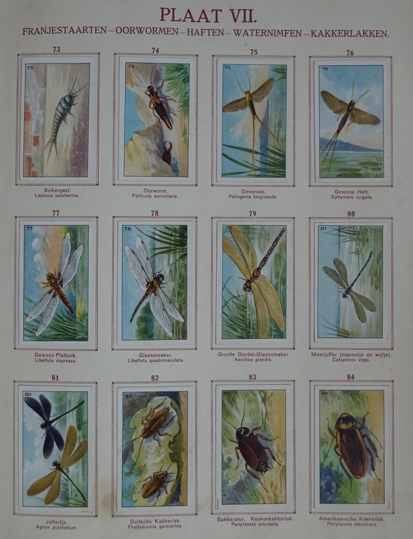 Teunissen, P. - Baan's Album No. 1 Nederlandsche Insecten