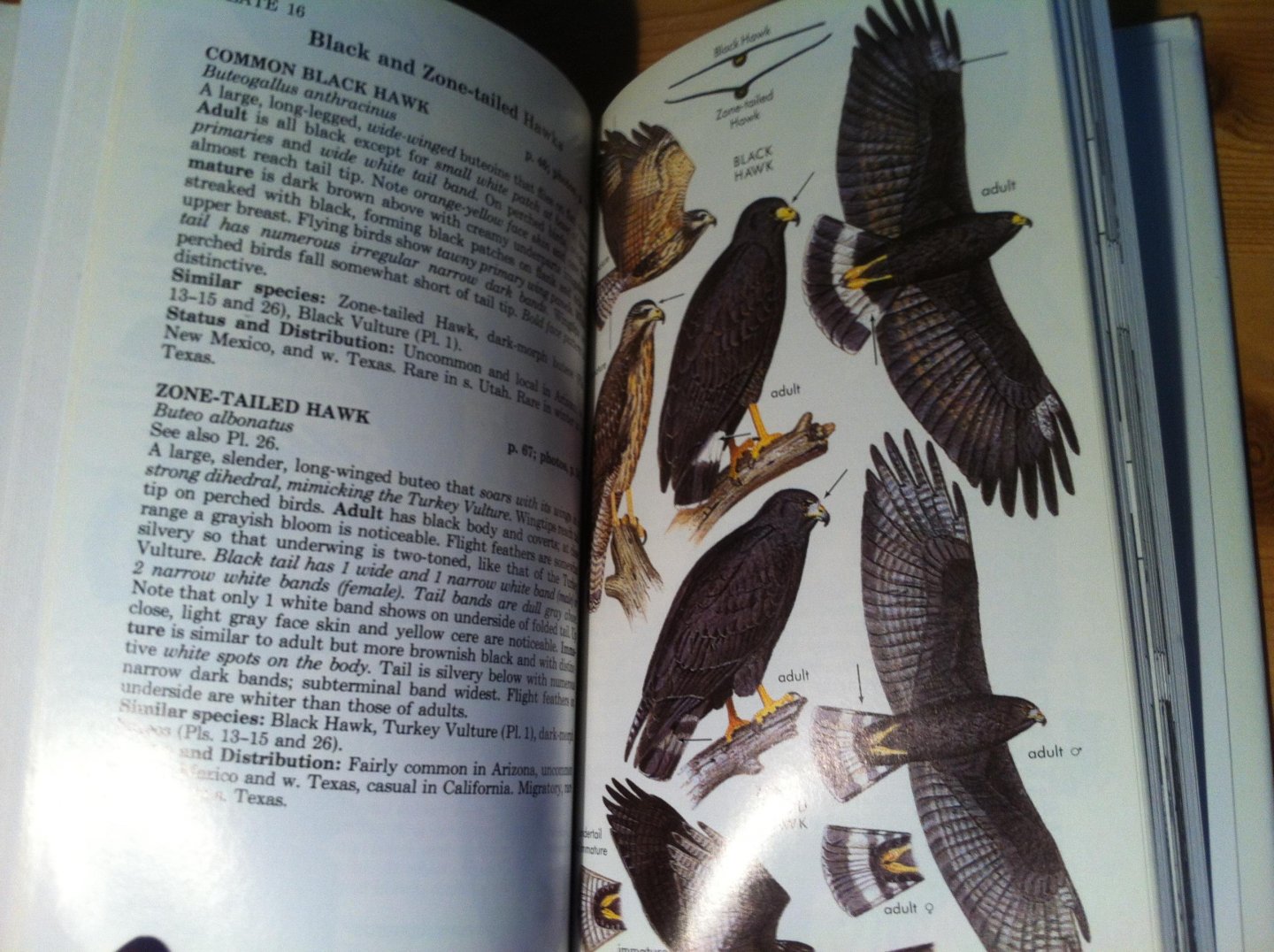 Clark, WS & BK Wheeler - Hawks - A field guide to hawks of North America