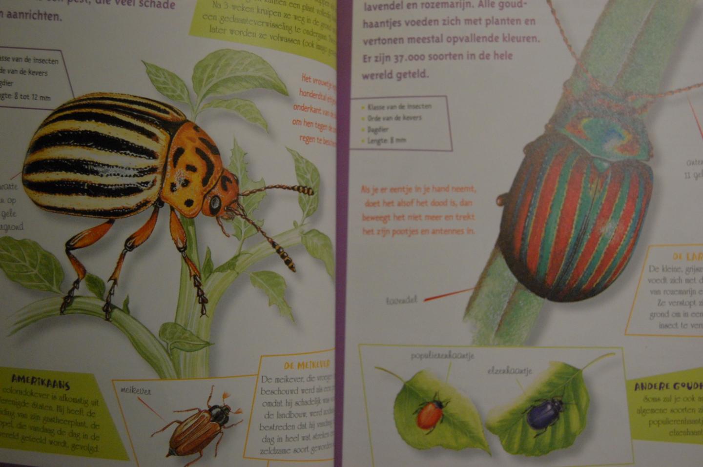 Brin, Antoine& Lionel Valladares - Insectengids voor kids. Welk beestje zit er in mijn insectenkijker?