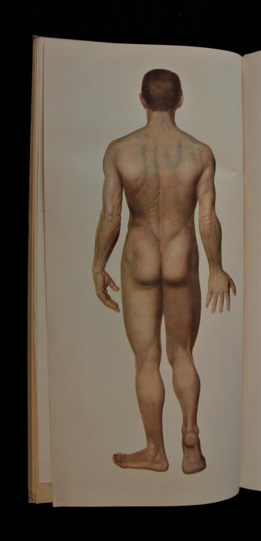 Crämer-Kotzian - Der Menschliche Körper (Mann und Weib) in 54 farbigen anatomischen Tafeln und zerlegbaren Modellen (22 foto's)