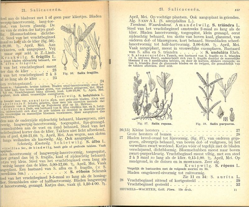 Heukels,H. & W.H.Wachter met mede werking van Dr S.J. van Ooststroom  met 1022 afbeeldingen - Geillustreerde schoolflora voor Nederland van H. Heukels