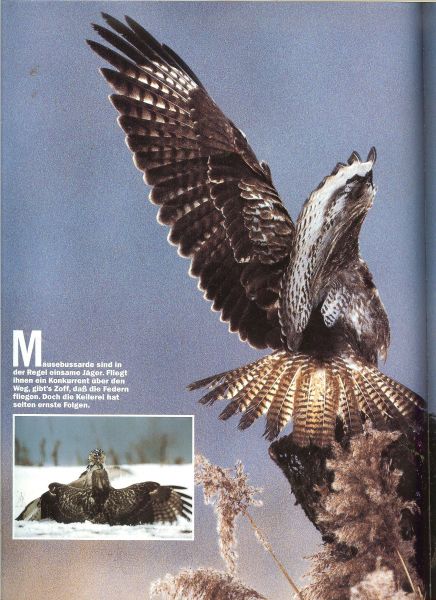 Rölle, Wolfgang. B. (Herausgeber) - Abenteuer Wildnis. Die schönsten Tierreportagen aus aller Welt.