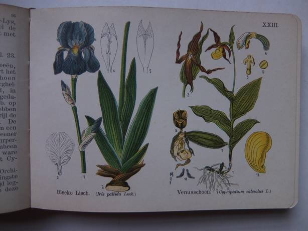 Slooten, A. van. - Kleine plantenatlas. Inleiding tot de kennis der flora van Nederland en daarbuiten.
