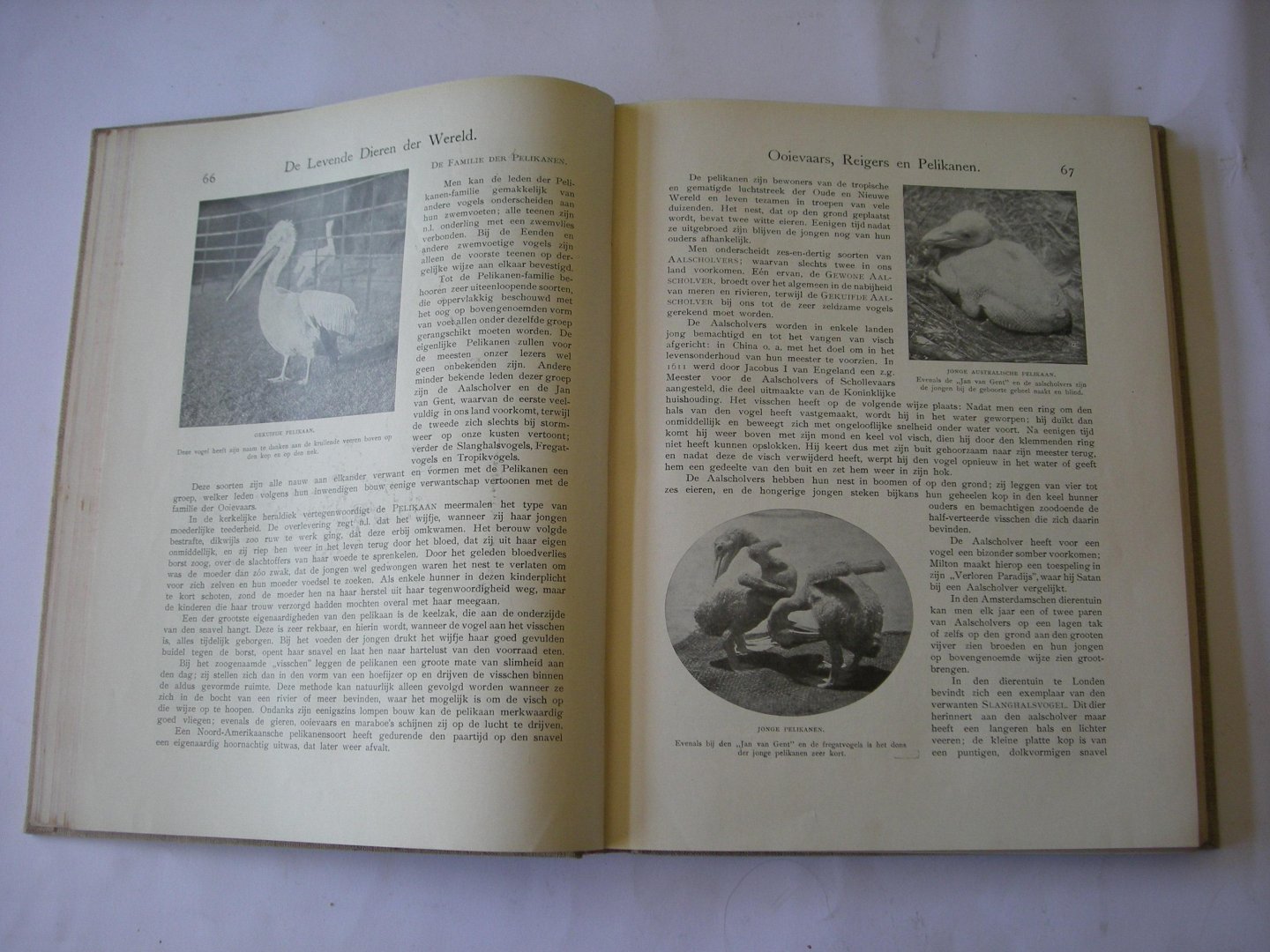 Cornish, Charles J., inl. / Ankersmit, W.J. bew. - De levende dieren der wereld. Deel I: zoogdieren en deel II: vogels/kruipende dieren en amphibieen, visschen, gelede dieren, weekdieren