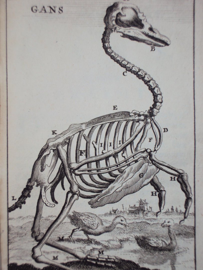 Cornelius van Dyk - Osteologia of nauwkeurige geraamt beschryving van verscheyde dieren