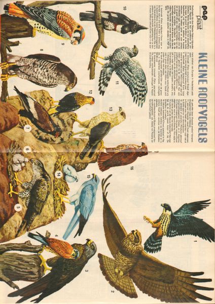 Diverse auteurs - PEP 1973 nr. 15, stripweekblad, 13 april met o.a. DIVERSE STRIPS (ASTERIX/TITUS/BLUEBERRY/KRAAIENHOVE/RIK RINGERS/KNUT ANDERSEN )/KNUT ANDERSEN (COVER) , goede staat