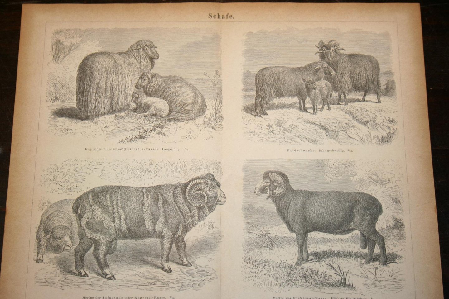  - Antieke prent - Schapen (diverse rassen)  - Circa 1875