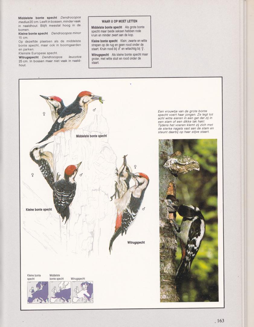 Ardley, Neil - Geïllustreerde gids Vogels en vogelwaarneming