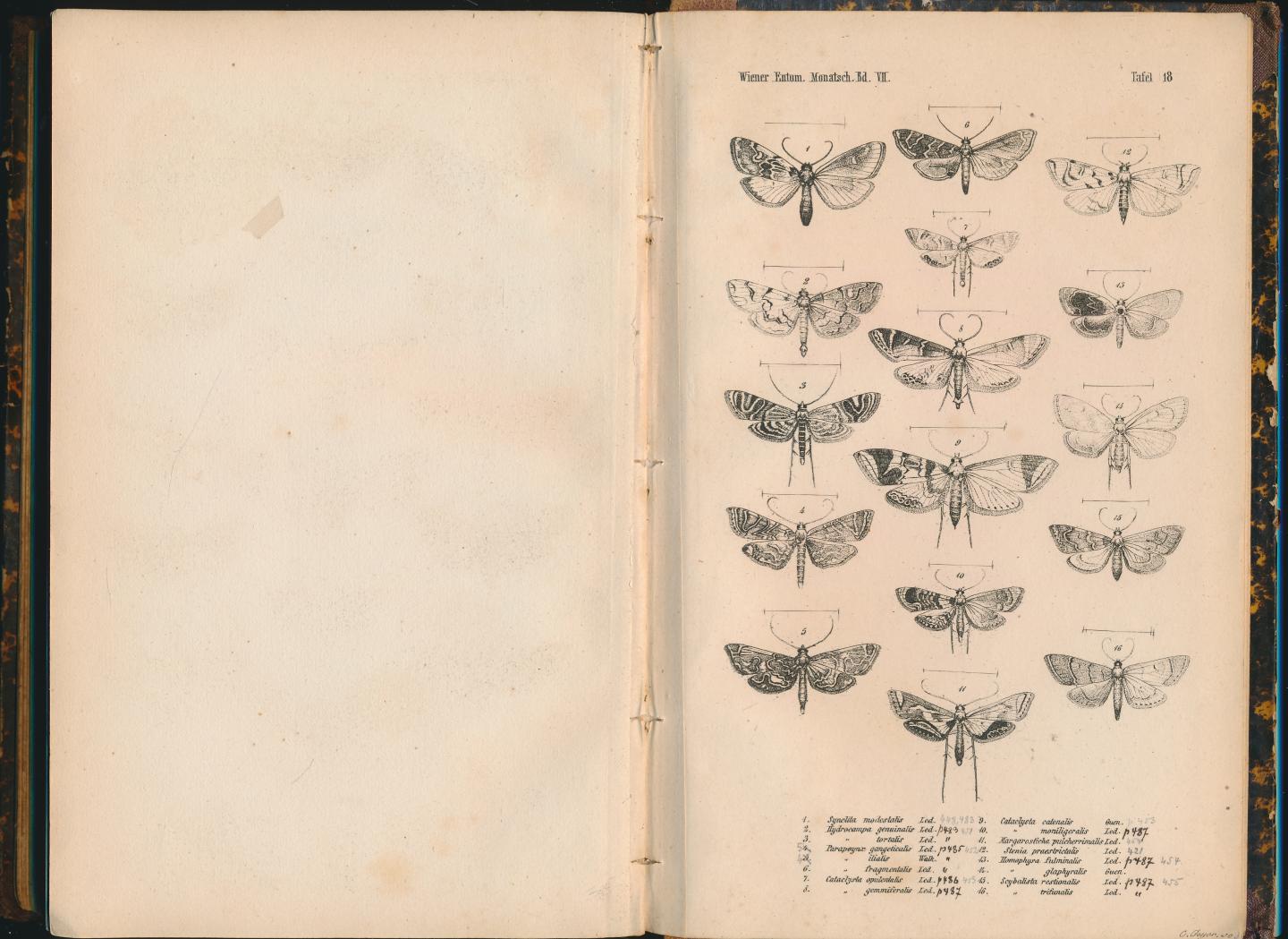 Red. - Wiener Entomologische Manatschrift 1863