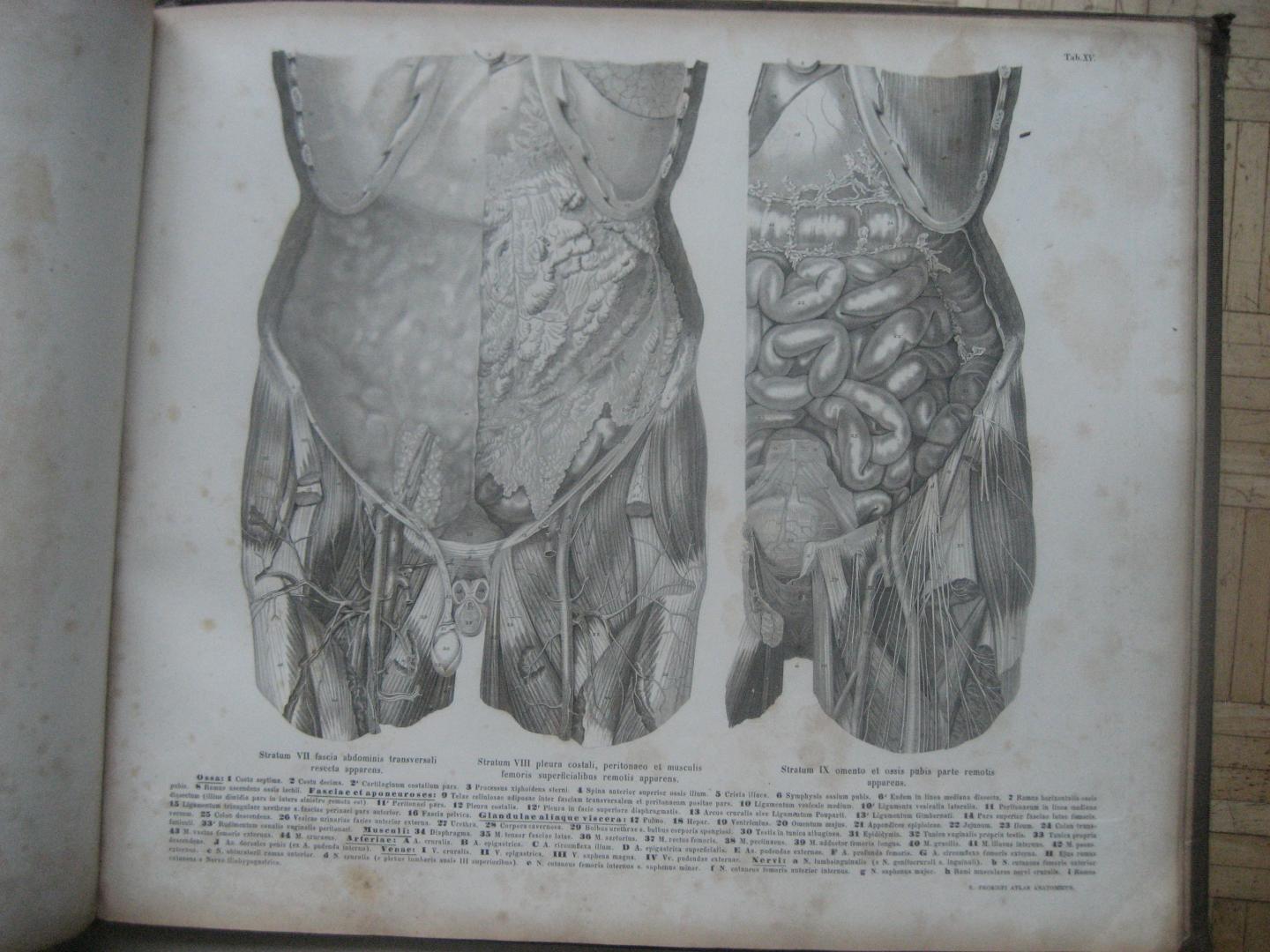 Roberti Froriepi - Atlas Anatomicus / Partium Corporis Humani Per Strata Dispositarum Imagines