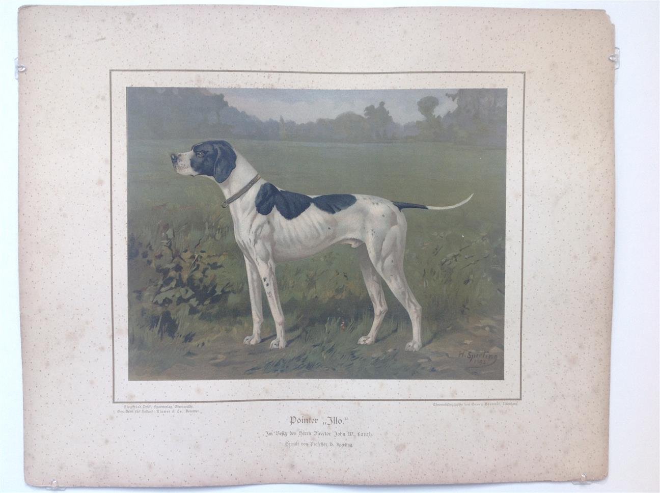 H. Sperling - lithograaf : Wilhelm Greve - (DECORATIEVE PRENT,  LITHO - DECORATIVE PRINT, LITHOGRAPH -) Rashond - Engelse pointer  / English Pointer dog