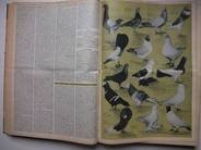  - Geflügel - Börse. Westdeutsche Ausgabe. Organ des Bundes deutscher Rassegeflügelzüchter. 1959, 1960, 1961.