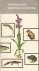 Ministerie van Cultuur, recreatie en maatschappeli - BESCHERMDE PLANTEN EN DIEREN - aangewezen op grond van de natuurbeschermingswet