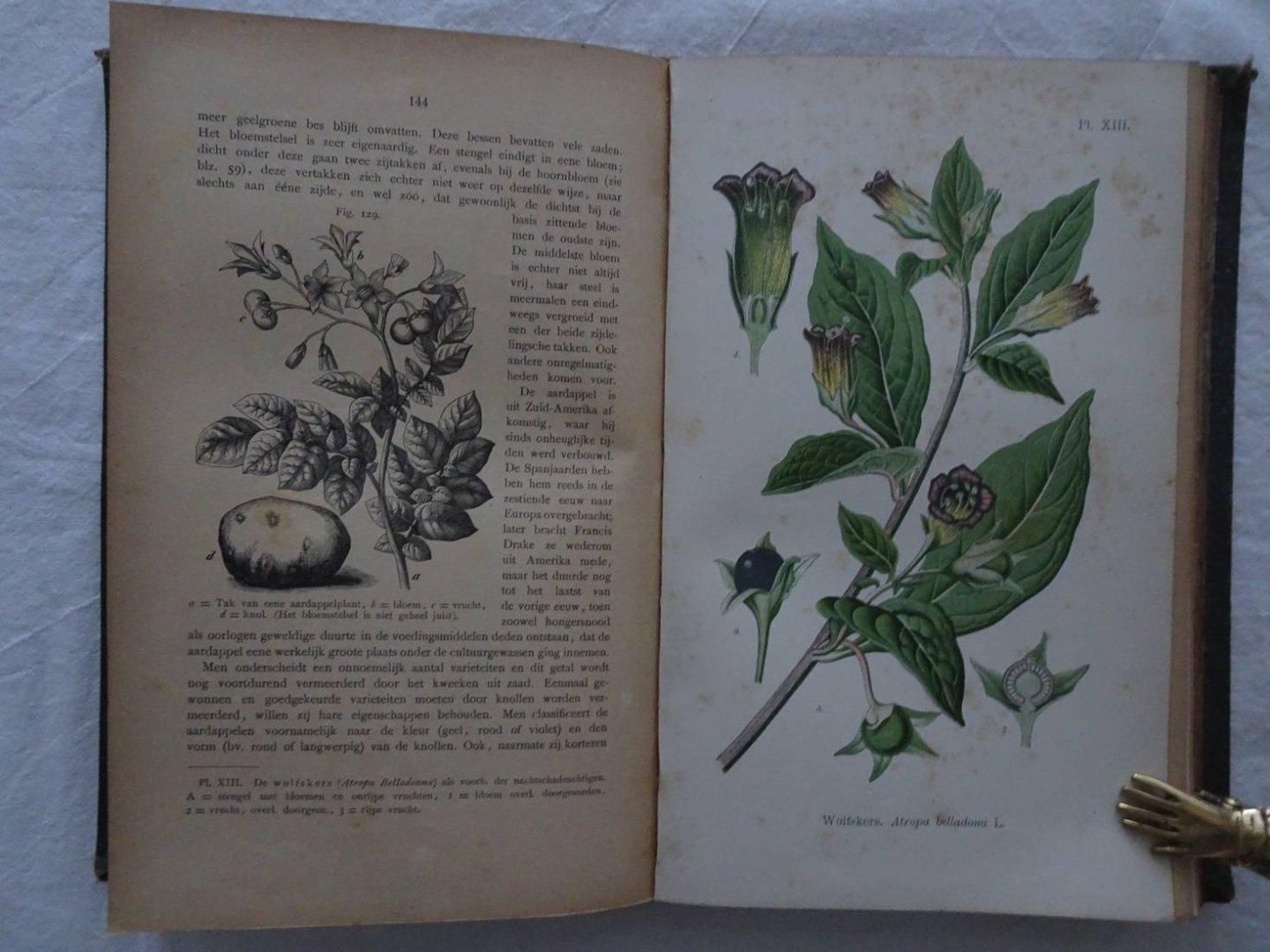Bos, H. - Leerboek der plantkunde.
