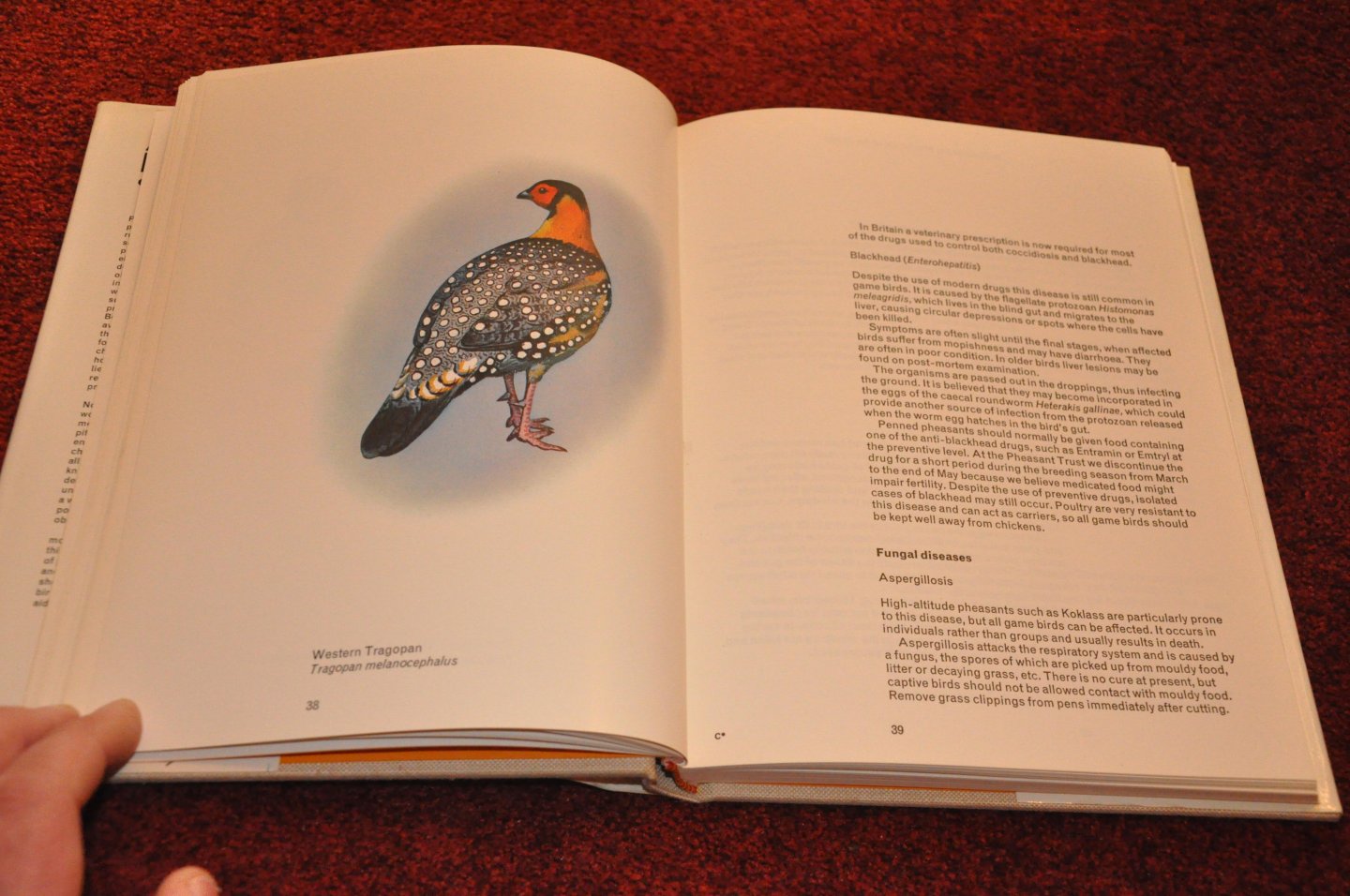 Wayre, Philip - Pheasants of the World