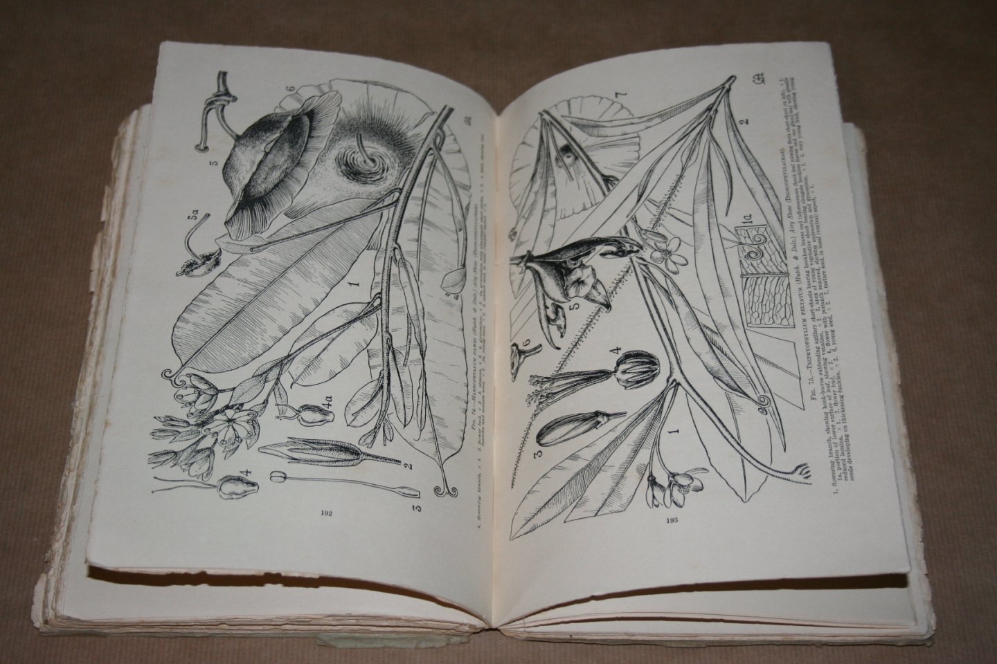 Hutchinson e.a. - Flora of West Tropica Africa