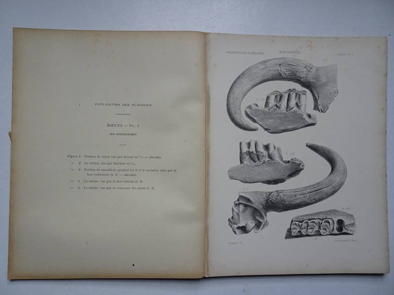 Pomel, A.. - Paléontologie monographies/ boeufs-taureaux; carte géologique de l'Algérie.