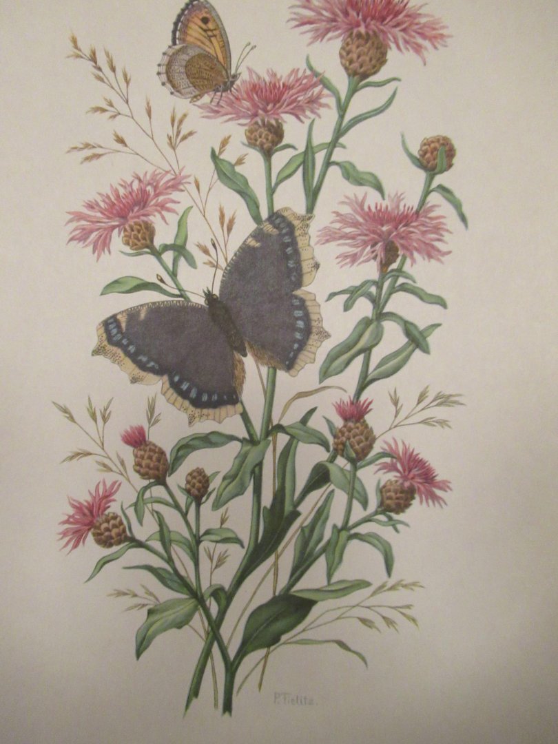  - Von den Kleinen Freuden des Sommers