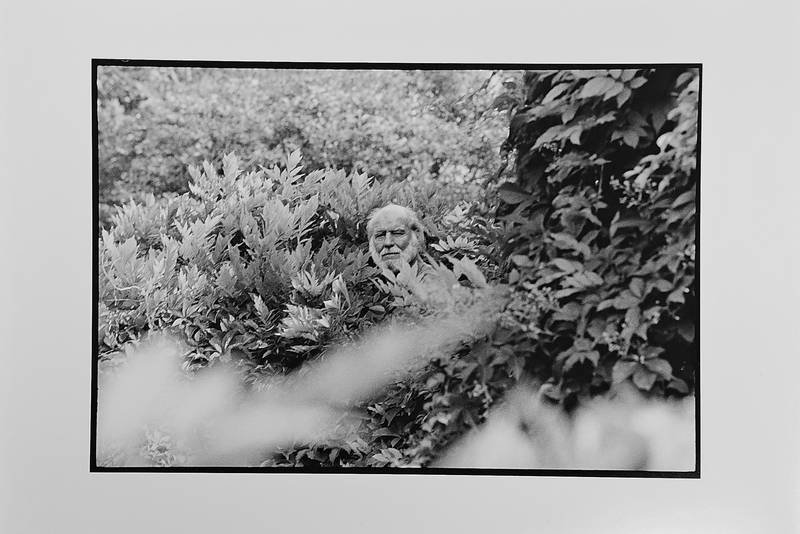 CORNEILLE - HENNY RIEMENS [FOTO]. - Corneille in de struiken. Originele  foto's van Henny Riemens. .