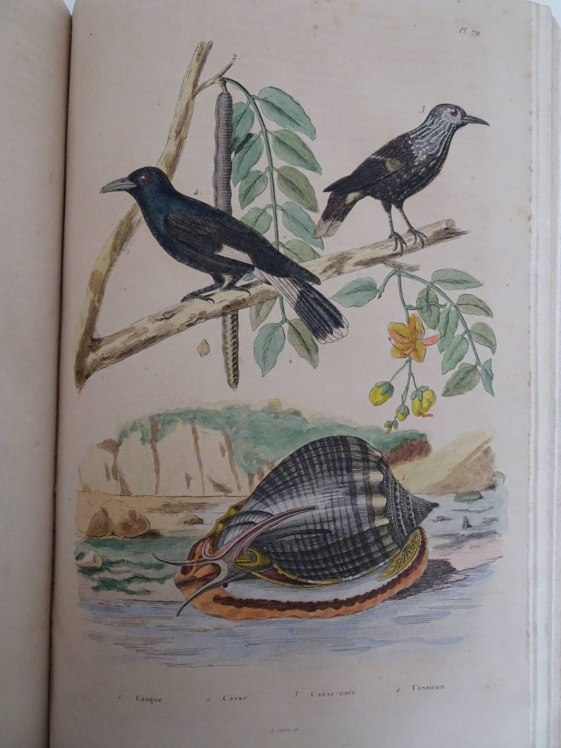 d'Orbigny, Charles Dessalines. - Dictionnaire Universel d'Histoire Naturelle, Atlas planche 1-240.