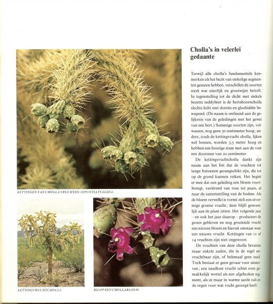 Abbey, Edward & met schitterende foto's en illustraties & vertaling van M.J. Daan - Stiemens & Dick Hillenius en Mary Y Steinbauer - Het land van de Cactus .. Uit de serie : De wereld der woeste natuur.