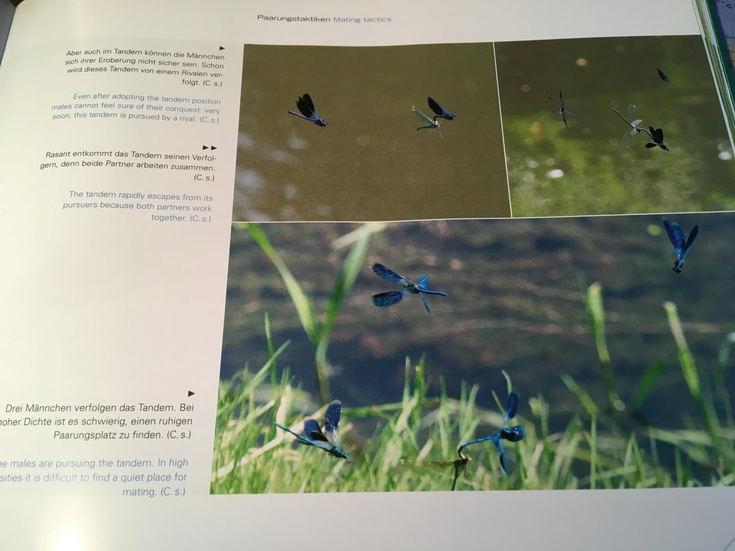 Hilfert-Rüppell, Dagmar & Georg - Gossamer Wings - Mysterious Dragonflies - Juwelenschwingen