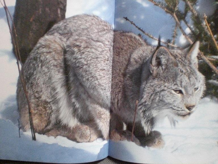 Beeman, Meredith - Walker, Tom Photography - Alaskan Wildlife