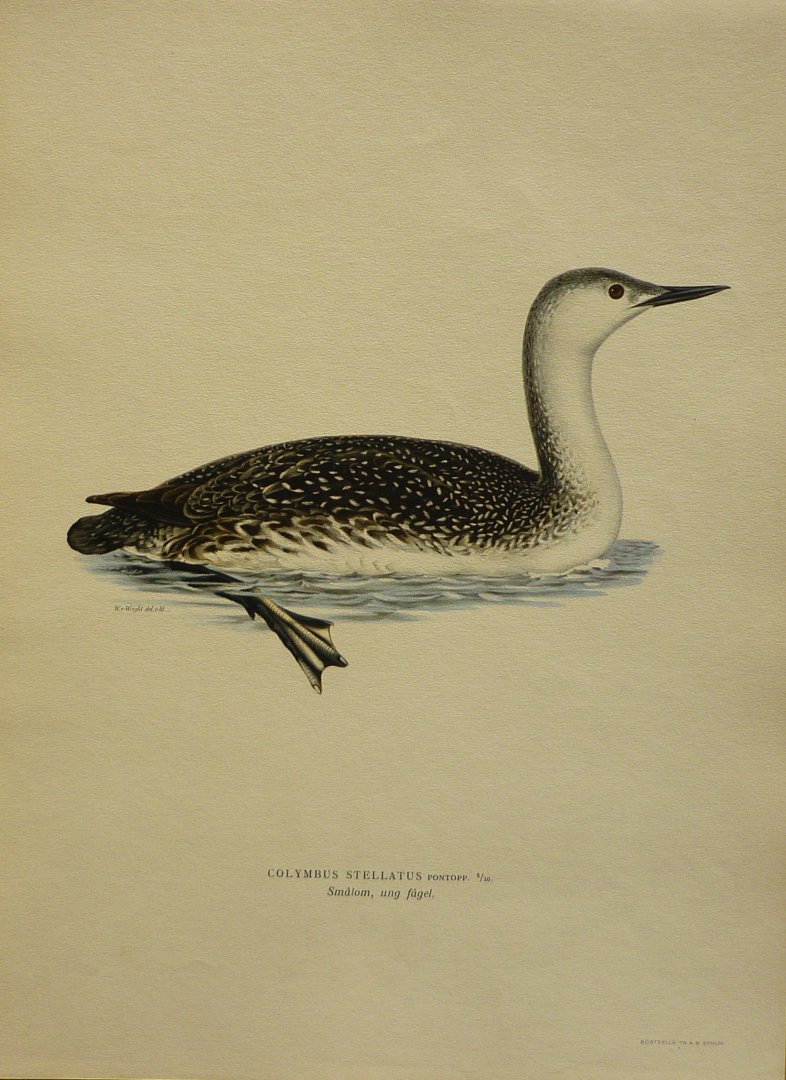 Wright, M. W. und F. von - Colymbus Stellatus Pontopp. 5/10 Originele litho uit Svenska fåglar