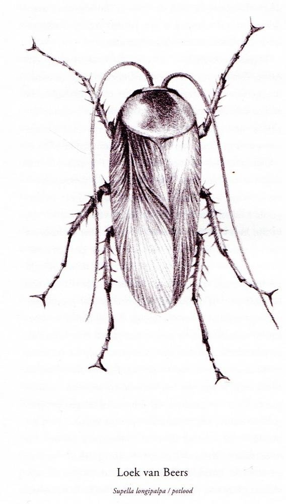 Pires, José Cardoso - Kakkerlakken