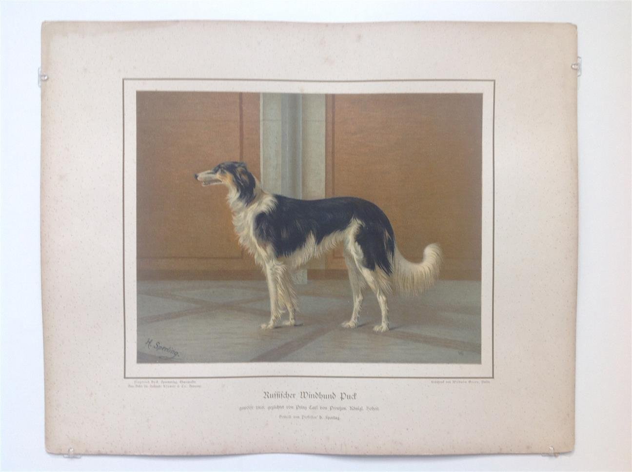 H. Sperling - lithograaf : Wilhelm Greve - (DECORATIEVE PRENT,  LITHO - DECORATIVE PRINT, LITHOGRAPH -) Rashond - Russische Windhond - Barsoi / Russian Greyhound Dog