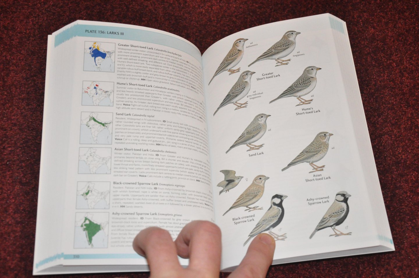 Grimmett, Richard / Inskipp, Carol / Inskipp, Tim - Birds of the Indian Subcontinent