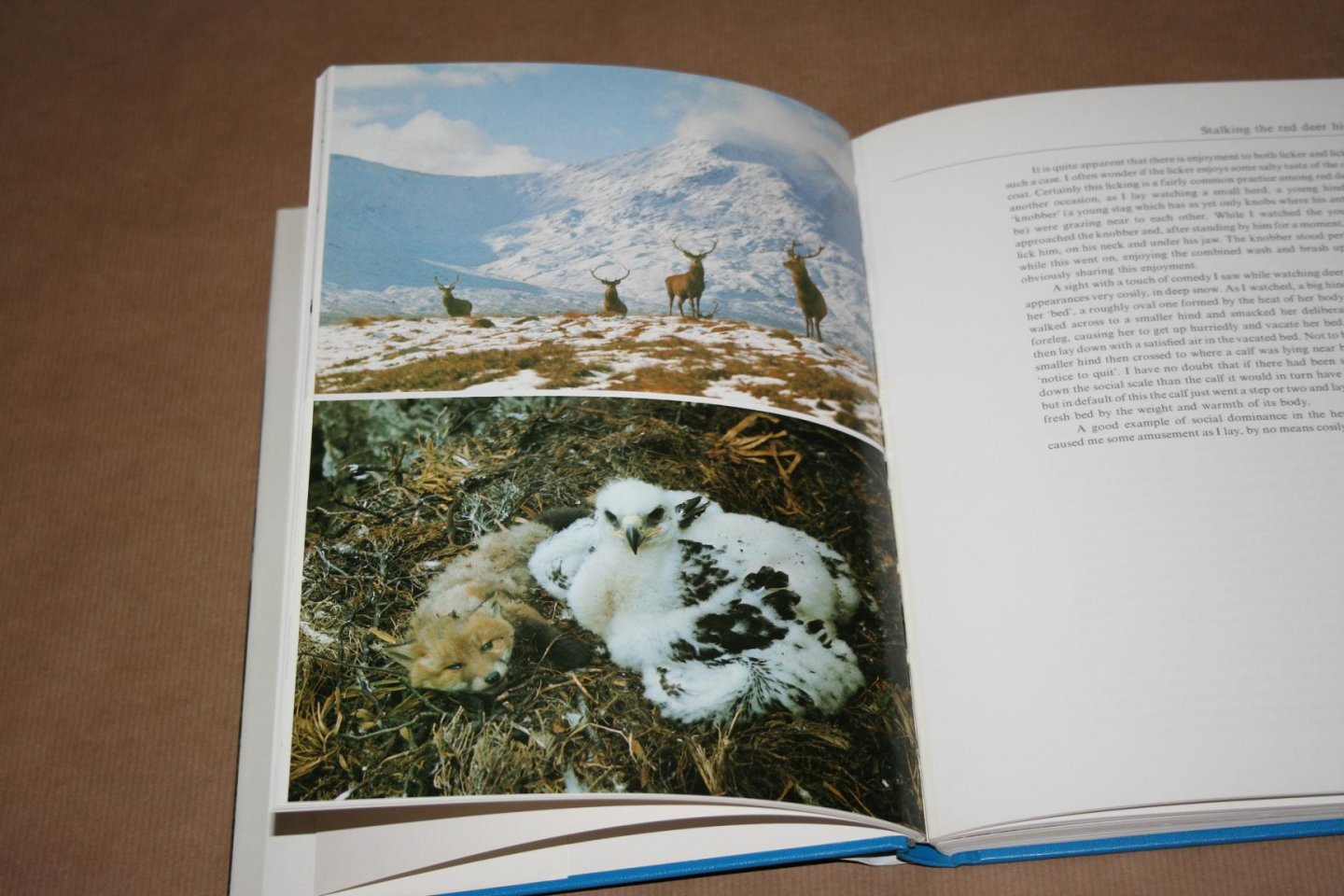 Lea MacNally - Highland Year    (Schotse Hooglanden)