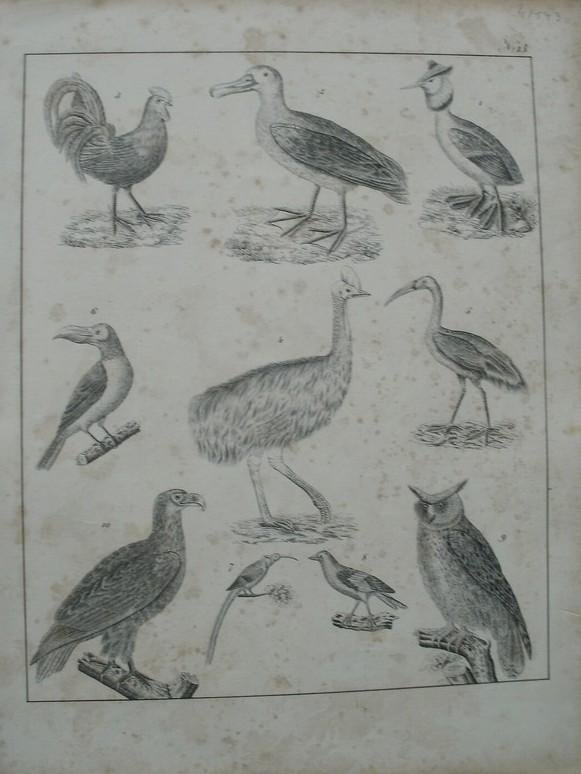 antique print (prent). - Vogels. Birds.