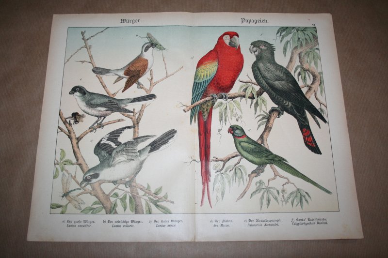  - Antieke kleurenlithografie - Vogels - Papegaaien en Klauwieren