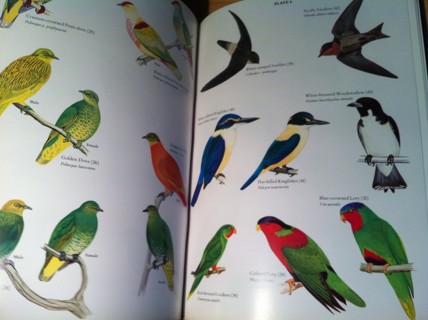 Watling, Dick - Birds of Fiji, Tonga and Samoa
