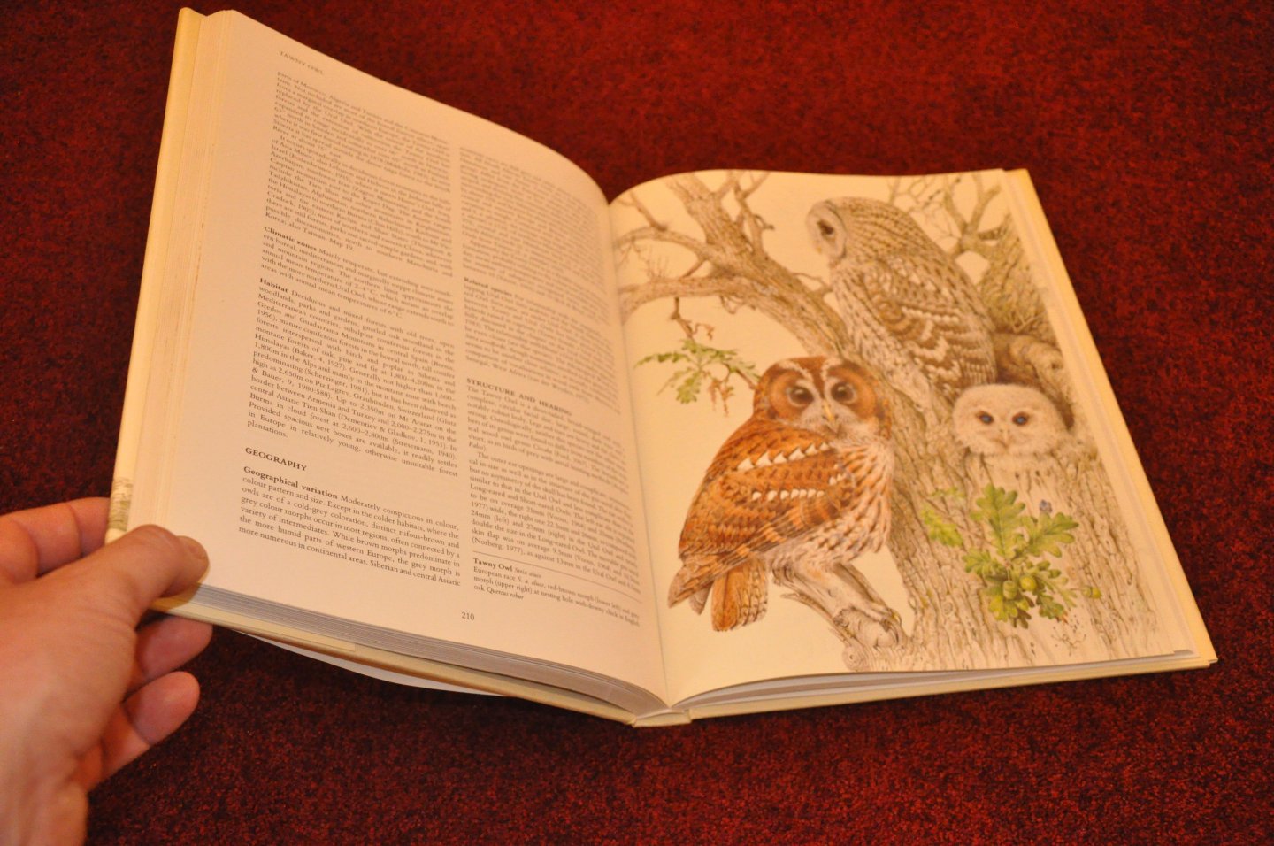 Voous, Karel H. - Owls of the Northern Hemisphere