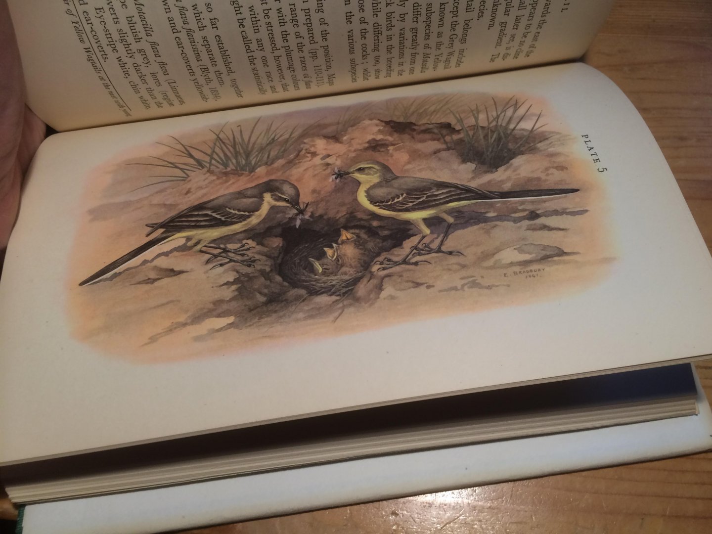 Smith, Stuart - The Yellow Wagtail, New Naturalist Monograph 4