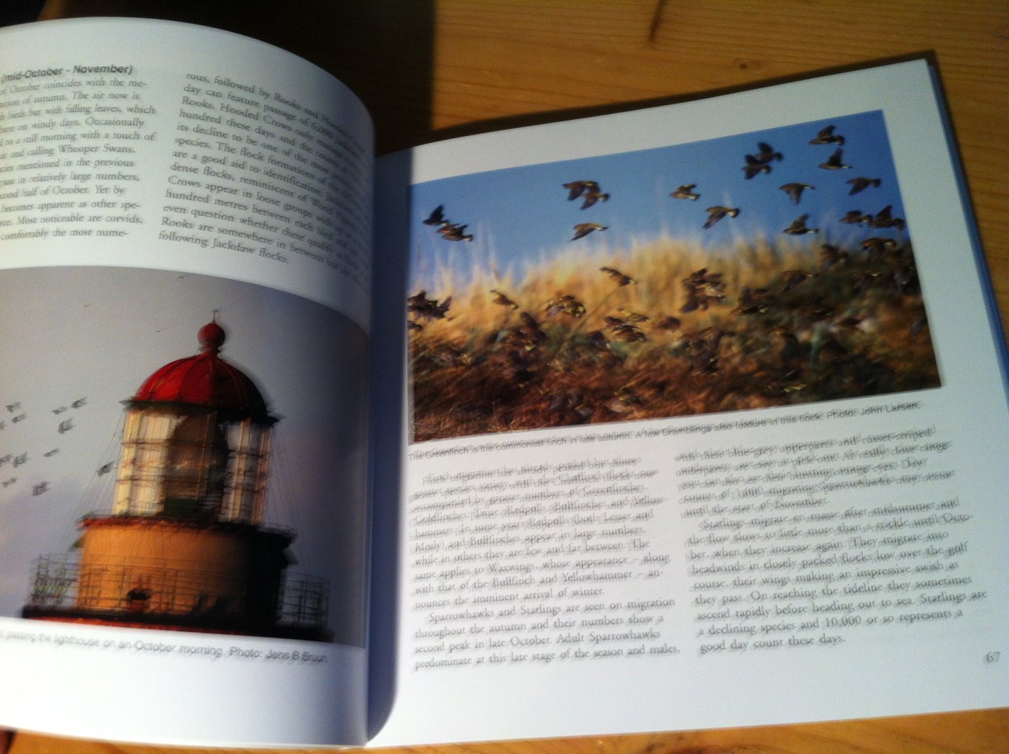 Karlsson, Lennart - Wings over Falsterbo