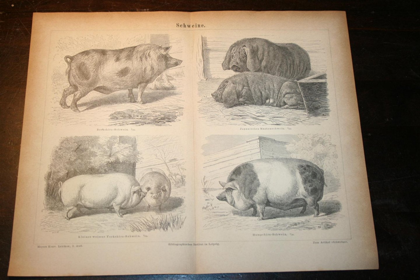  - Antieke prent - Diverse soorten varkens  - Circa 1875